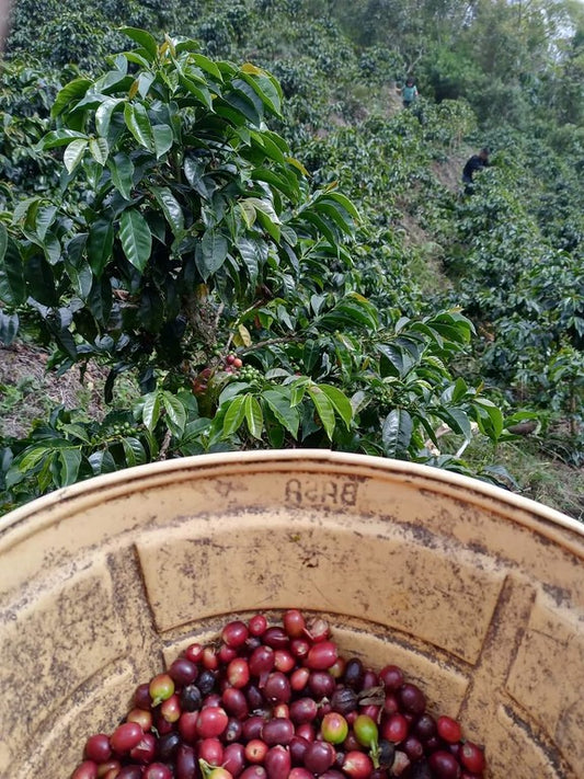 Peru Single Origin